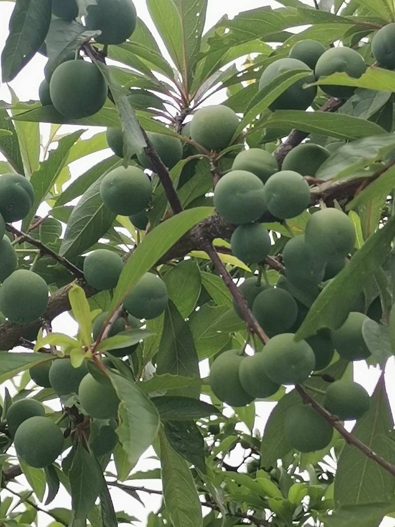 青脆李
