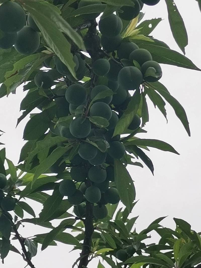 青脆李