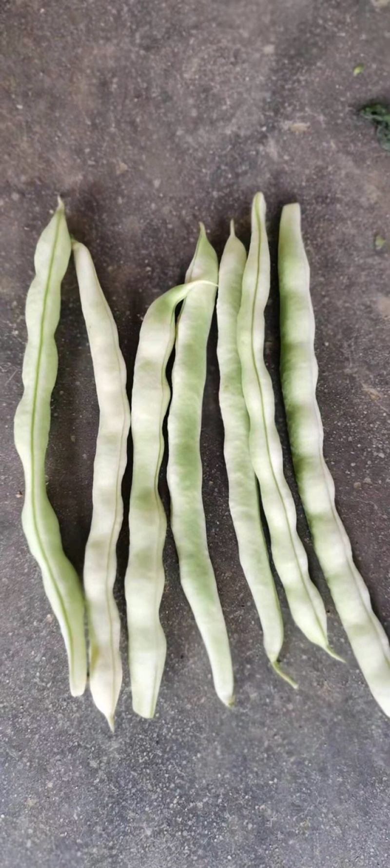 汉中蔬菜豆角和，颜色鲜艳，种植面积大，欢迎大家光临