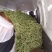汉中蔬菜豆角和，颜色鲜艳，种植面积大，欢迎大家光临