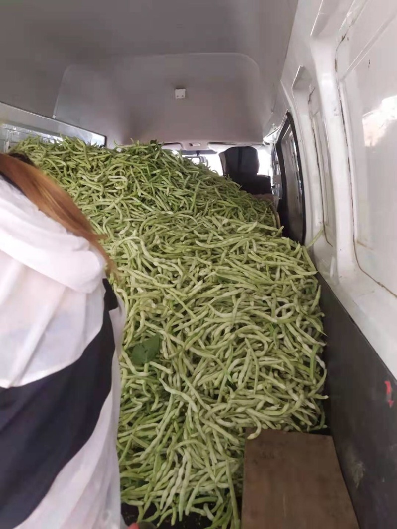 汉中蔬菜豆角和，颜色鲜艳，种植面积大，欢迎大家光临