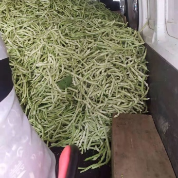 汉中蔬菜豆角和，颜色鲜艳，种植面积大，欢迎大家光临