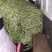 汉中蔬菜豆角和，颜色鲜艳，种植面积大，欢迎大家光临