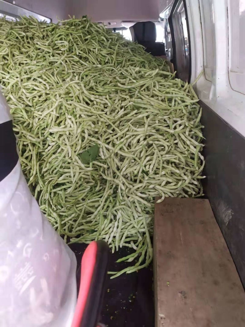 汉中蔬菜豆角和，颜色鲜艳，种植面积大，欢迎大家光临