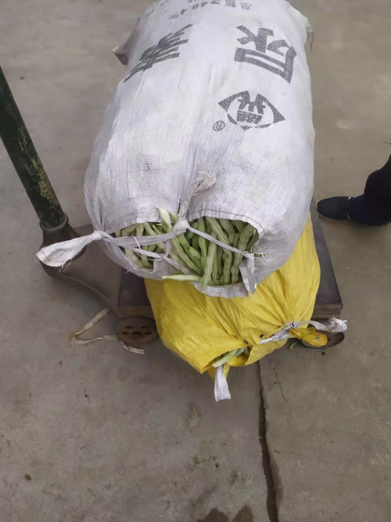 汉中蔬菜豆角和，颜色鲜艳，种植面积大，欢迎大家光临