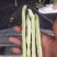 汉中蔬菜豆角和，颜色鲜艳，种植面积大，欢迎大家光临