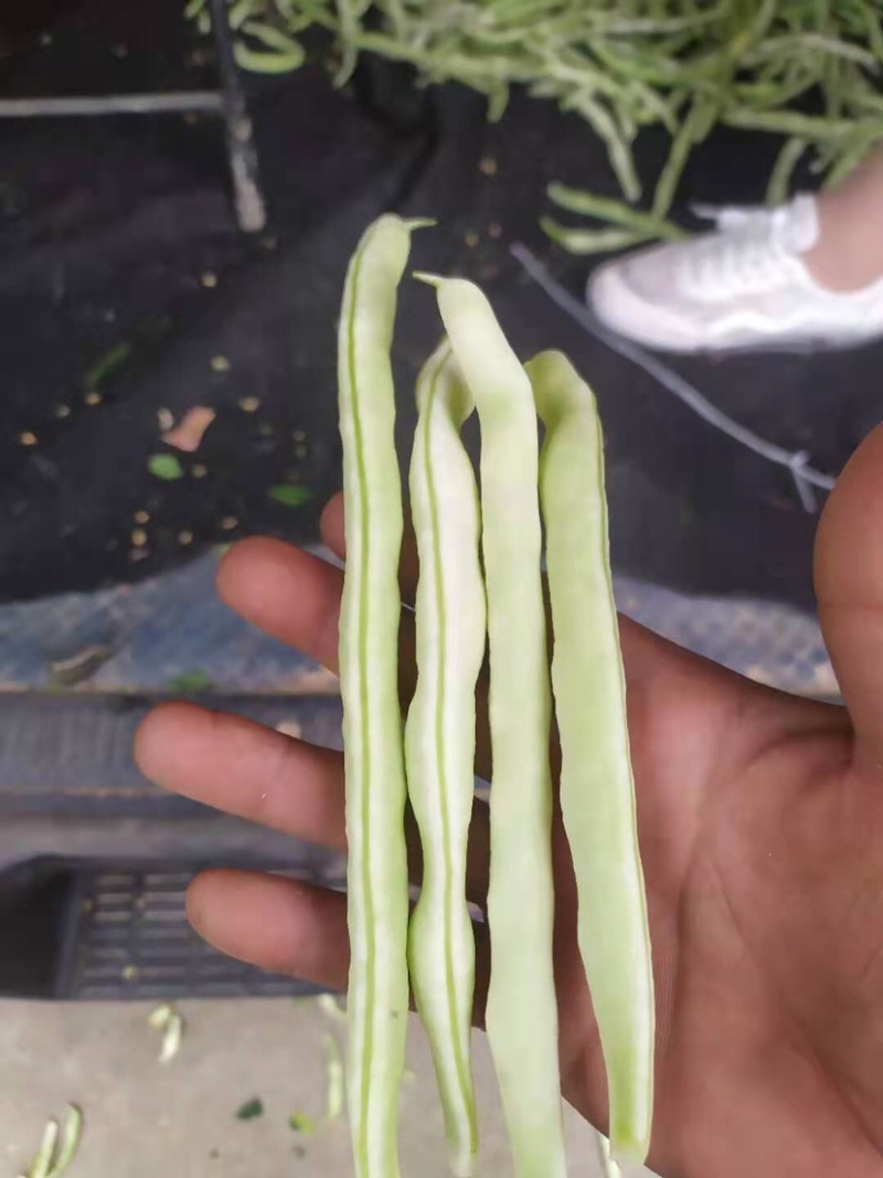 汉中蔬菜豆角和，颜色鲜艳，种植面积大，欢迎大家光临