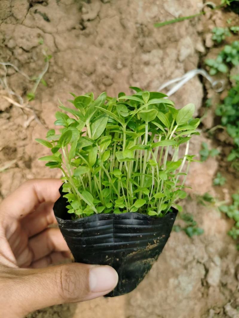 千屈菜宿根类花卉多年生花卉基地直发