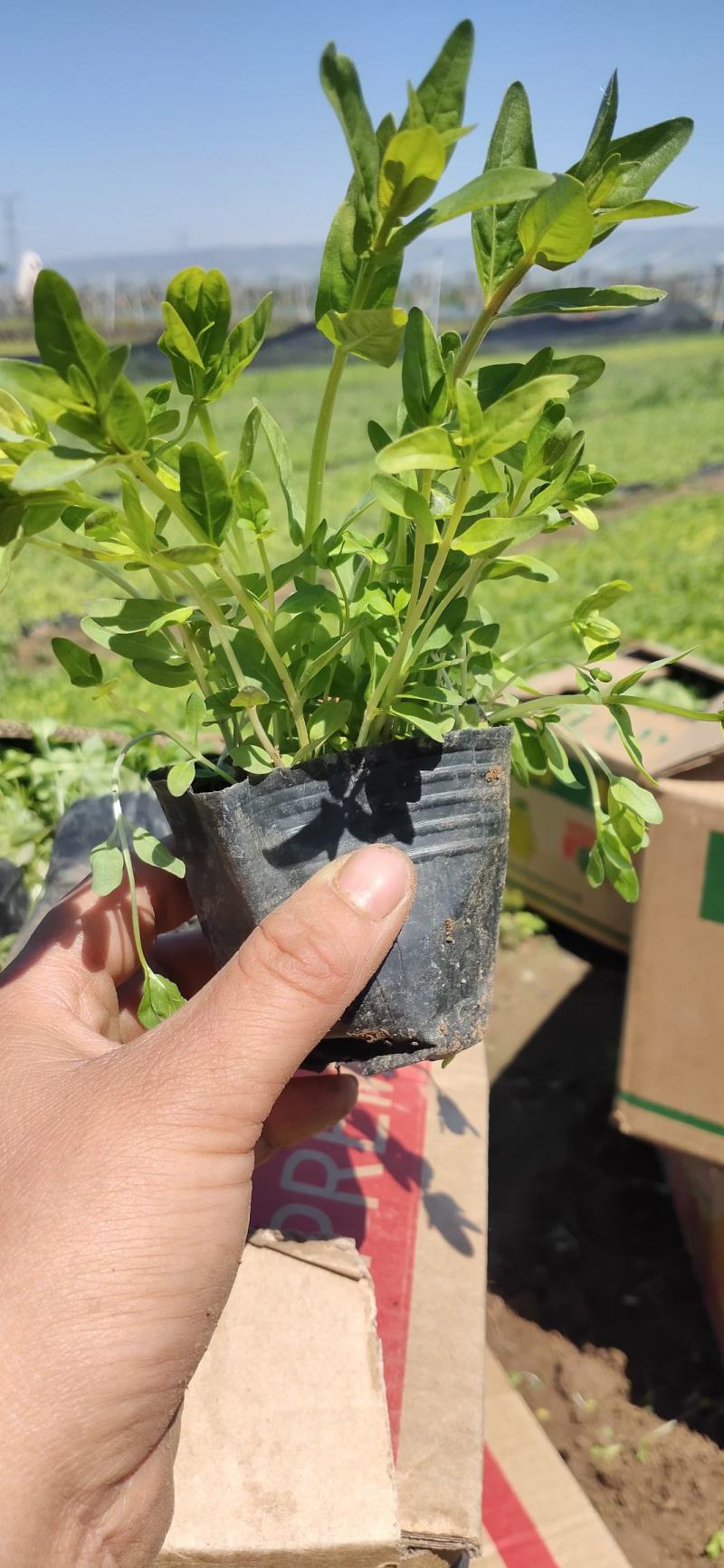 千屈菜宿根类花卉多年生花卉基地直发