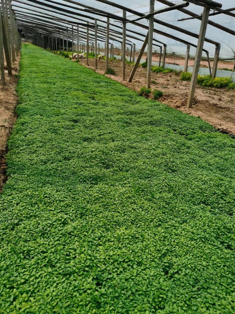 千屈菜宿根类花卉多年生花卉基地直发
