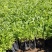 千屈菜宿根类花卉多年生花卉基地直发