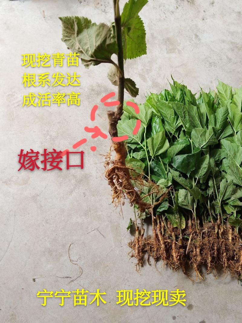 【荐】桑树苗台湾长果无籽大十果桑苗超甜桑葚苗嫁接苗四季