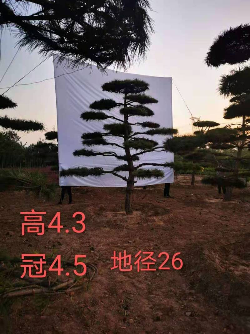 山西【精品】油松造型松基地专业规模大值得信赖欢迎参观