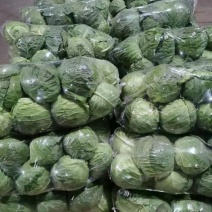 精品甘蓝大量上市