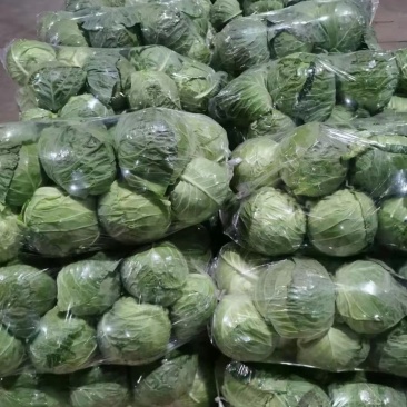 精品甘蓝大量上市