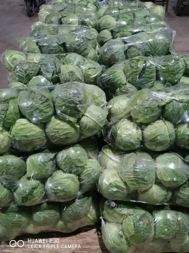 精品甘蓝大量上市