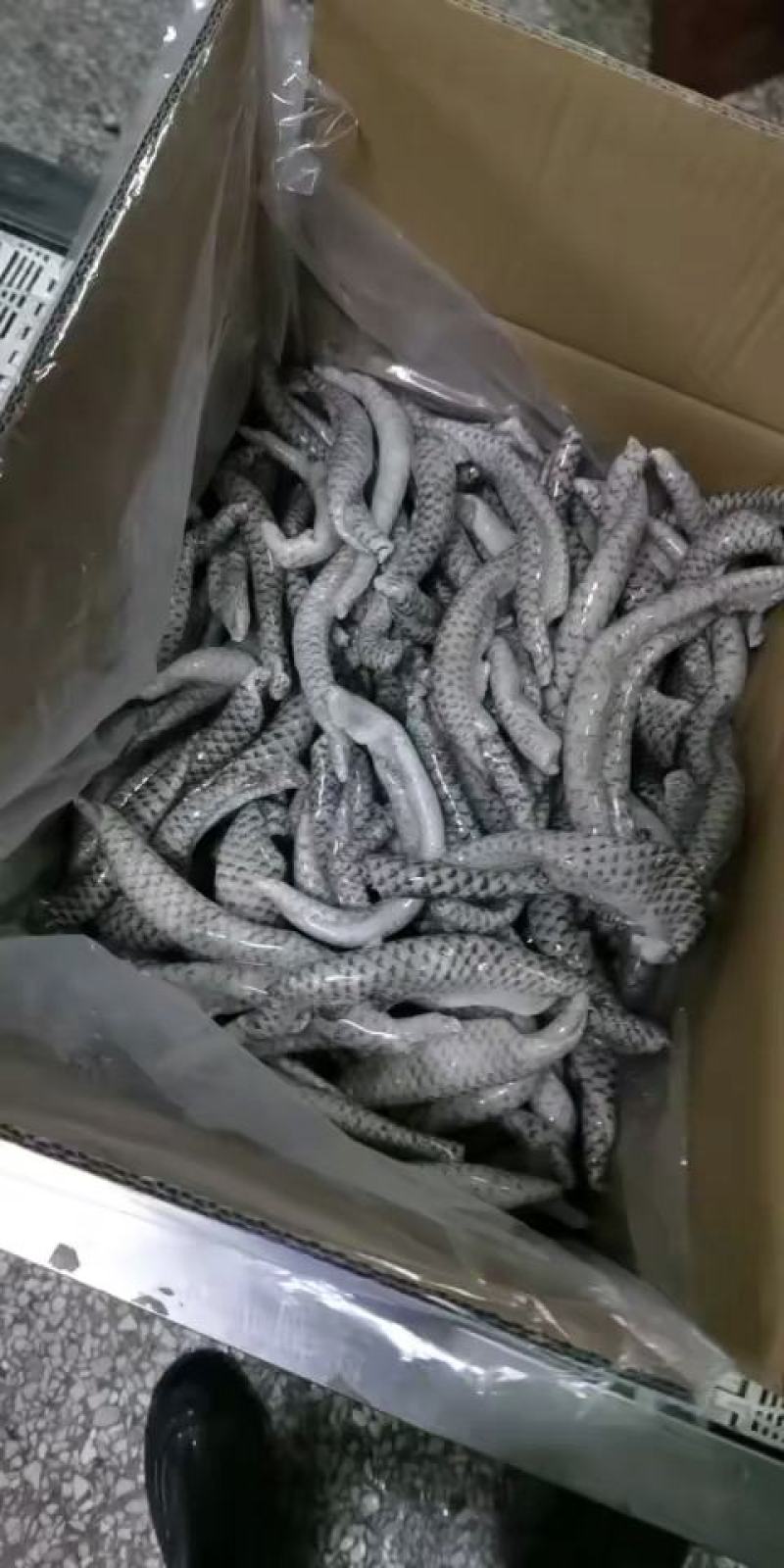 爽脆鱼皮