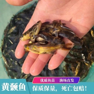昂刺鱼，黄颡鱼，黄辣丁精品黄骨鱼，基地孵化合作养殖包技术