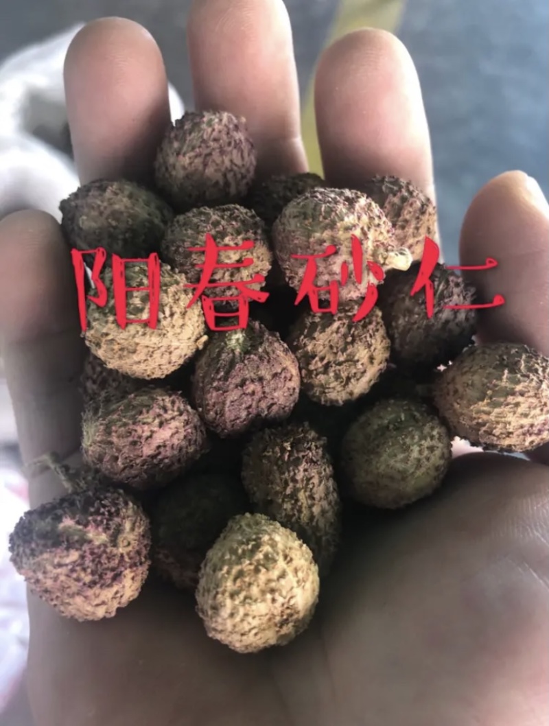 联系我请说在一亩田上看到的，西双版纳当地阳春砂（砂仁）