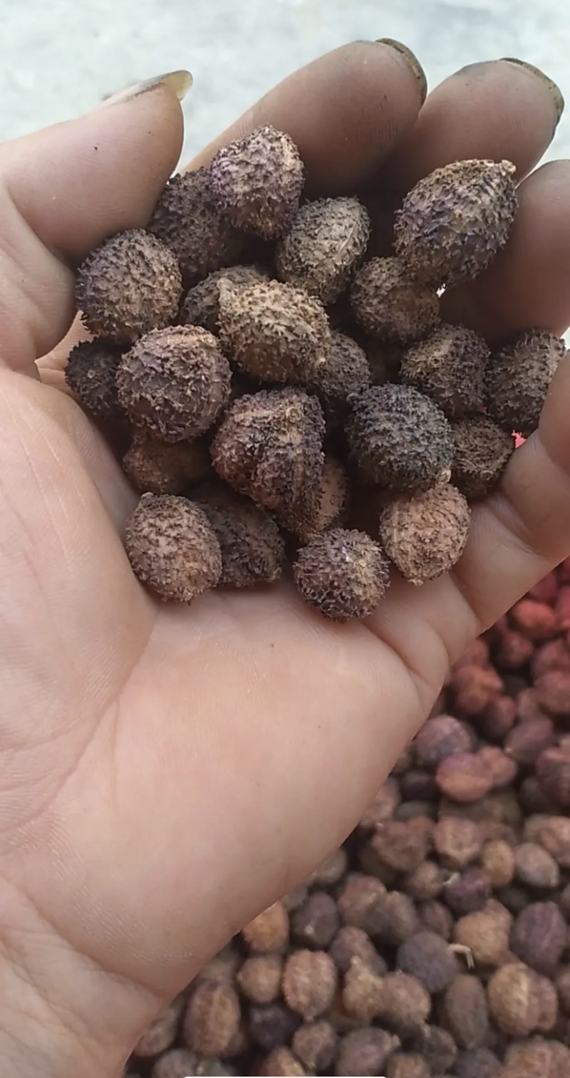联系我请说在一亩田上看到的，西双版纳当地阳春砂（砂仁）