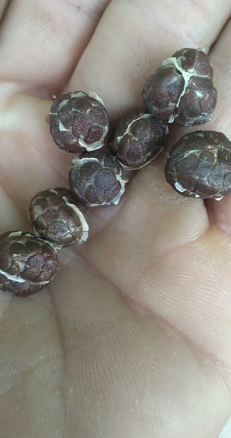 联系我请说在一亩田上看到的，西双版纳当地阳春砂（砂仁）