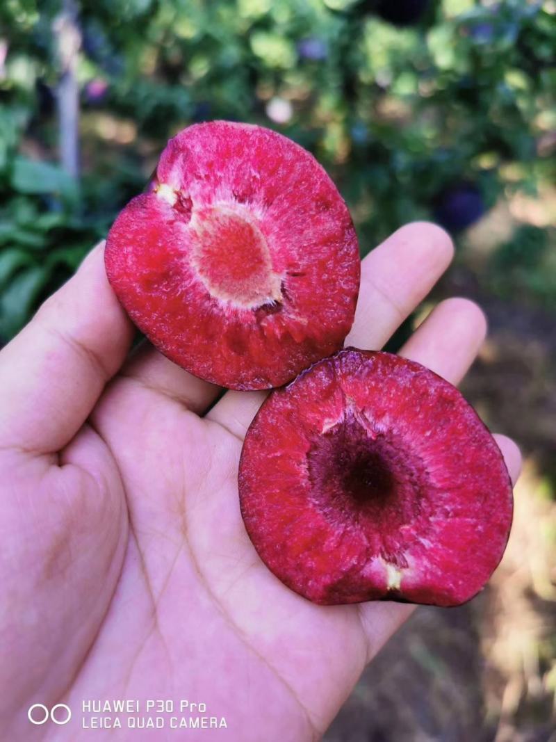 樱桃李，红心李，一件代发，电商，包邮包售后