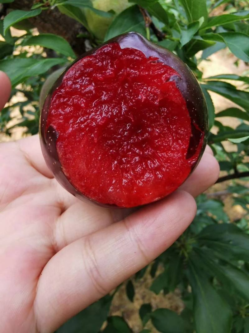 樱桃李，红心李，一件代发，电商，包邮包售后