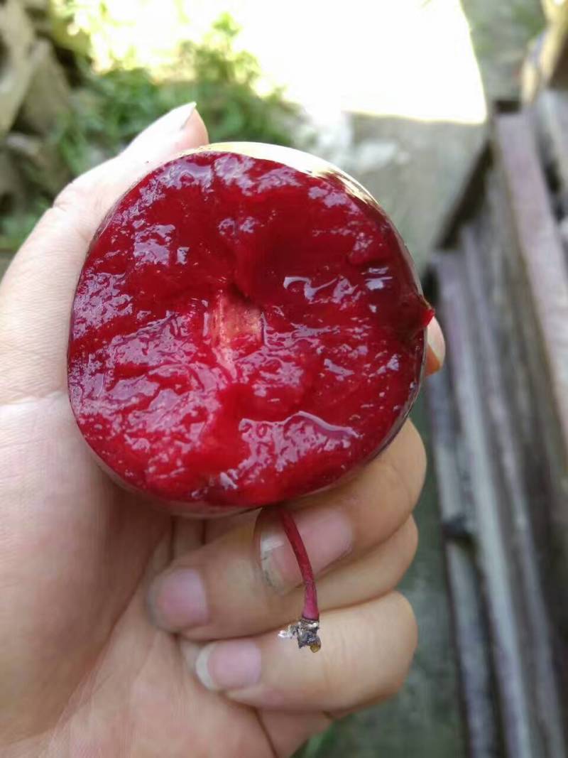 樱桃李，红心李，一件代发，电商，包邮包售后