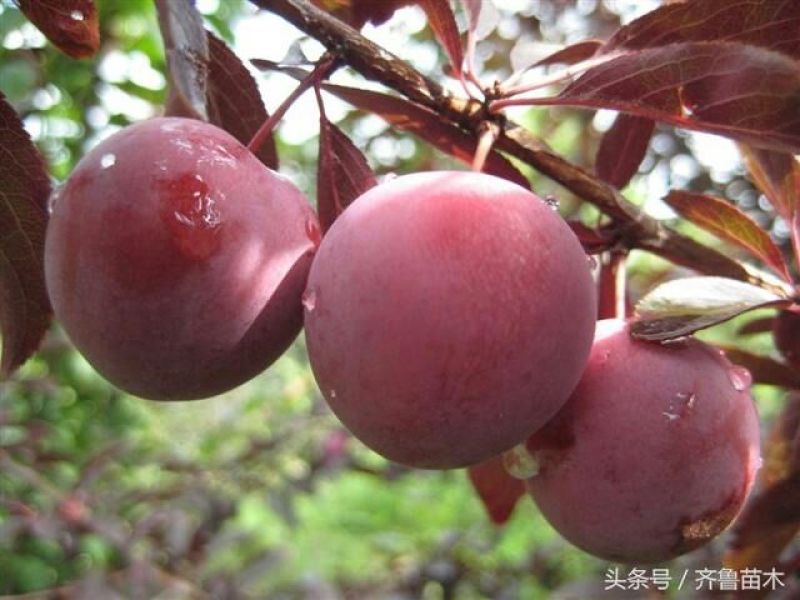 樱桃李，红心李，一件代发，电商，包邮包售后