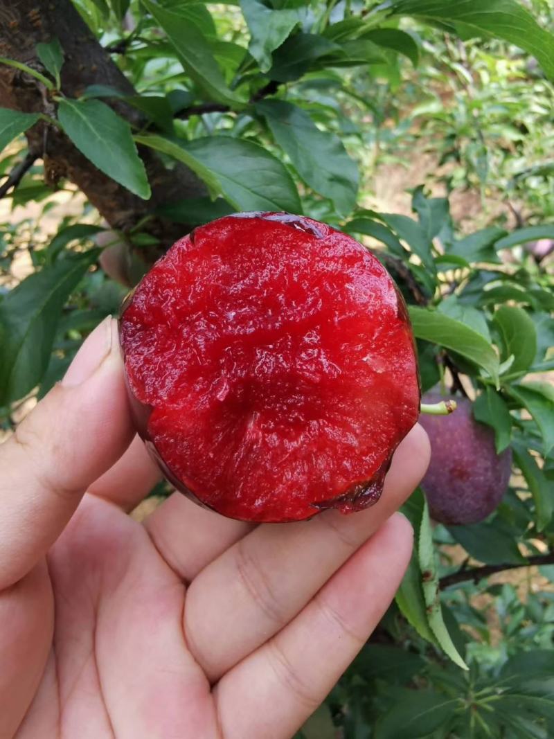 樱桃李，红心李，一件代发，电商，包邮包售后