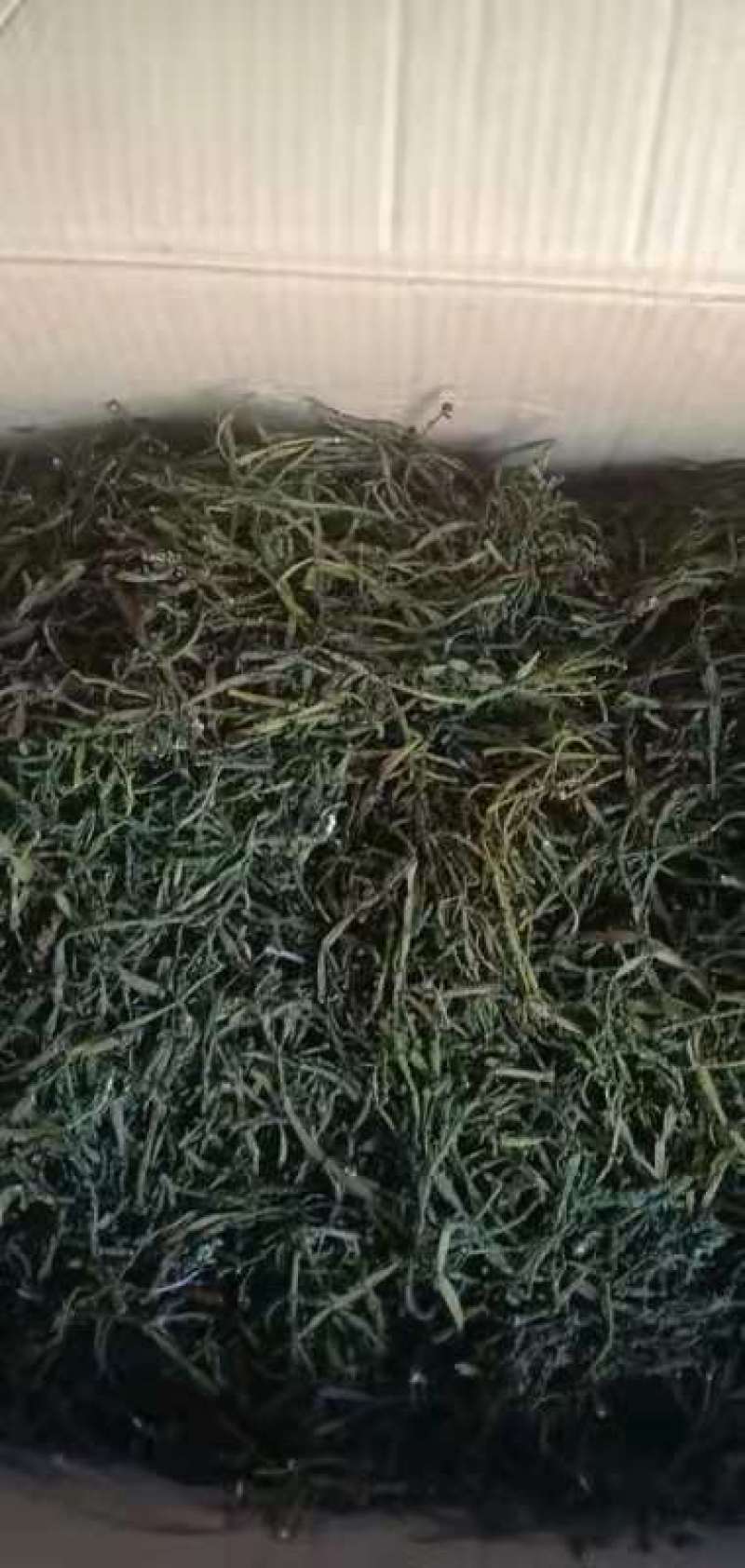 螃蟹脚小寄生干货一手货