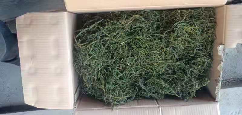 螃蟹脚小寄生干货一手货