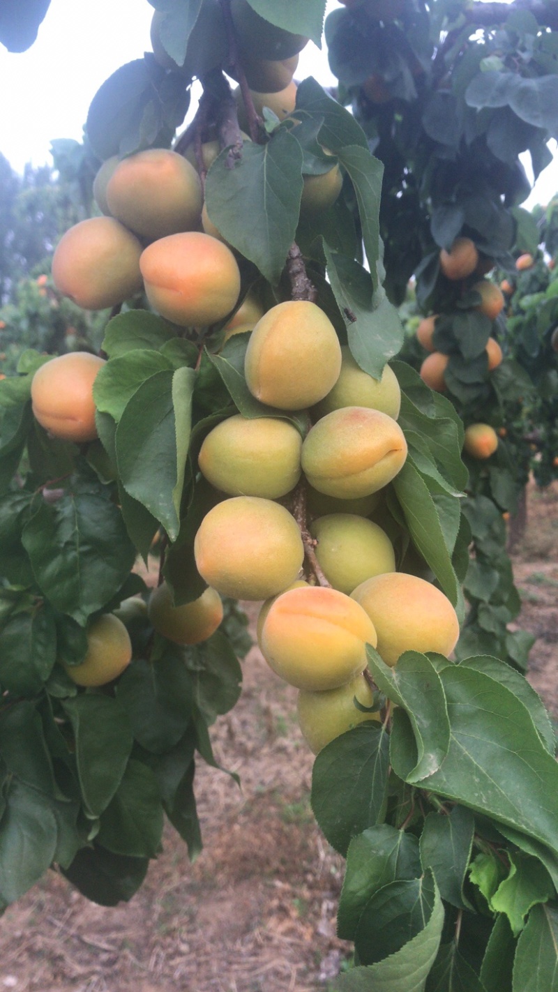 保定金太阳将大量上市，适合各大加工厂，超市电商市场客户