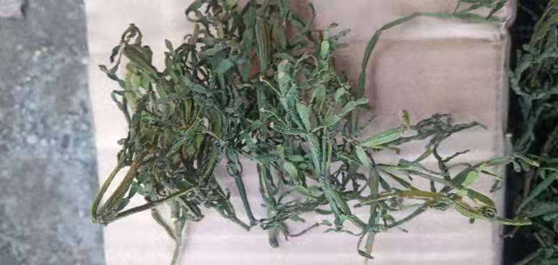 螃蟹脚小寄生干货一手货