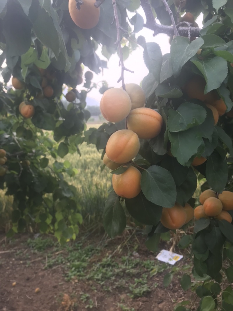 保定金太阳将大量上市，适合各大加工厂，超市电商市场客户