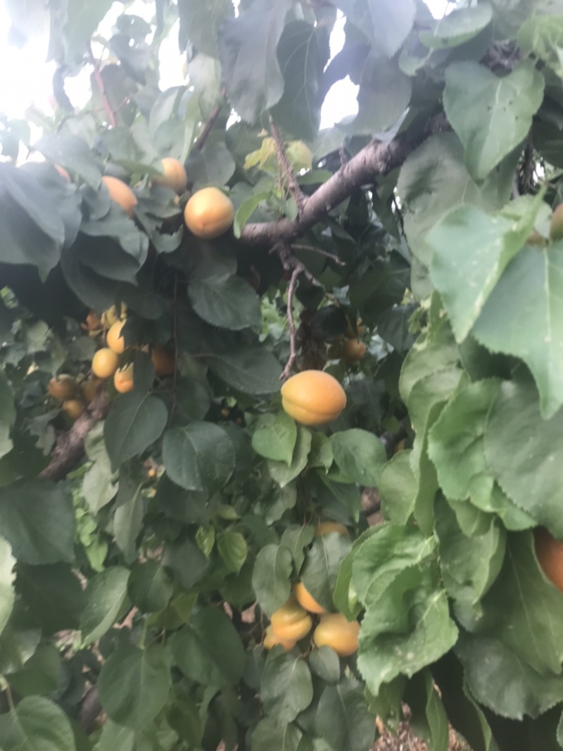 保定金太阳将大量上市，适合各大加工厂，超市电商市场客户