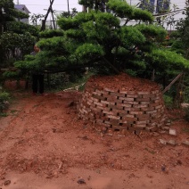 苗圃直供精品造型罗汉松长飘造型罗汉松弯杆造型罗汉松批发