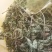 车前草（车辙菜）山东临沂产地直销新货颜色青绿干净无杂质