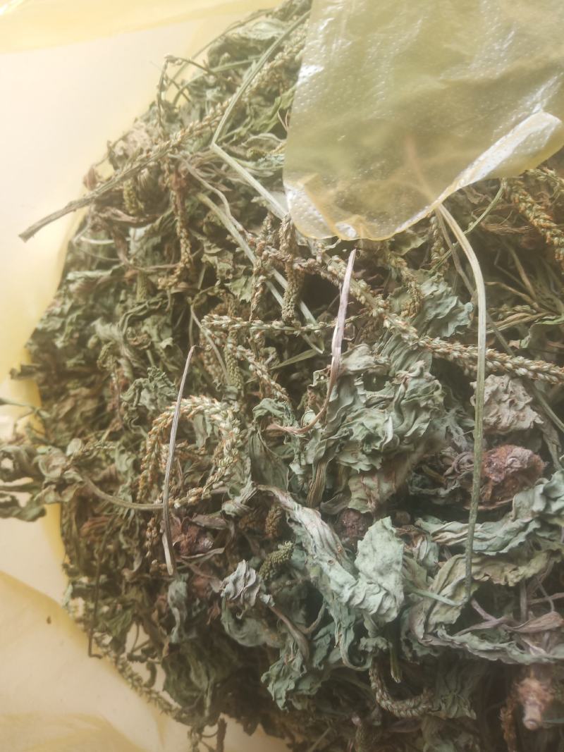 车前草（车辙菜）山东临沂产地直销新货颜色青绿干净无杂质