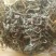 车前草（车辙菜）山东临沂产地直销新货颜色青绿干净无杂质