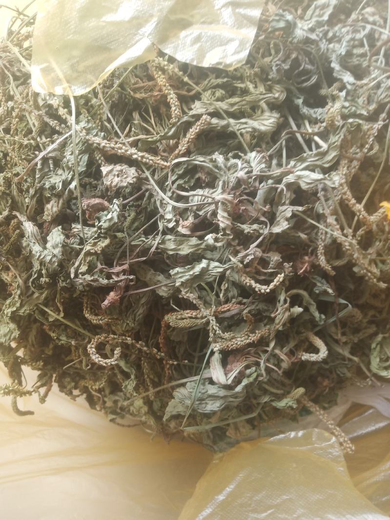 车前草（车辙菜）山东临沂产地直销新货颜色青绿干净无杂质