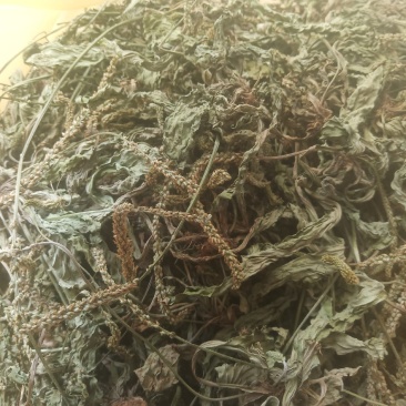 车前草（车辙菜）山东临沂产地直销新货颜色青绿干净无杂质