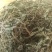 车前草（车辙菜）山东临沂产地直销新货颜色青绿干净无杂质