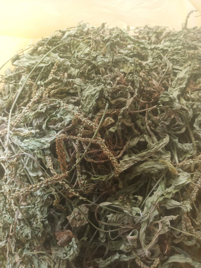 车前草（车辙菜）山东临沂产地直销新货颜色青绿干净无杂质