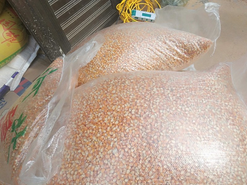 贵州威宁黄玉米全国各地汽运车皮都可以发，