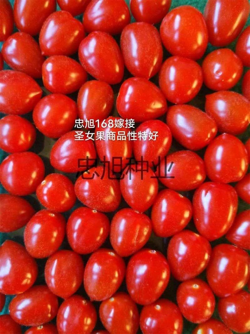 【推荐】嫁接番茄砧木嫁接砧木种子大果番茄砧木高抗根结线