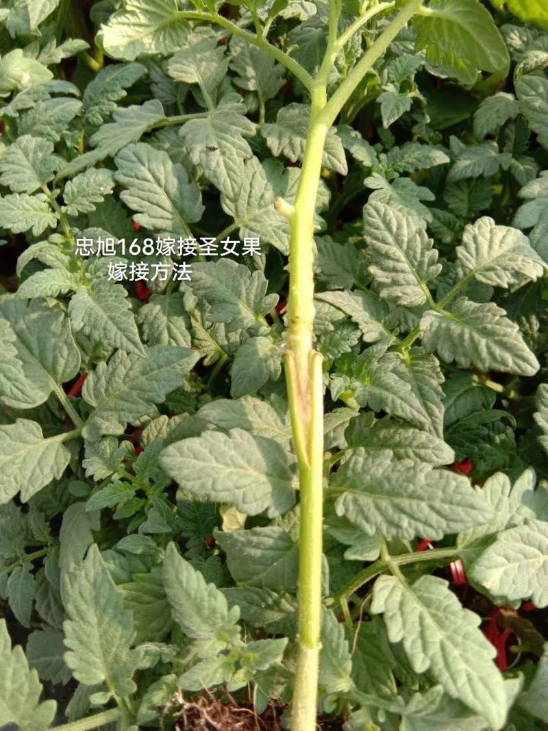 【推荐】嫁接番茄砧木嫁接砧木种子大果番茄砧木高抗根结线