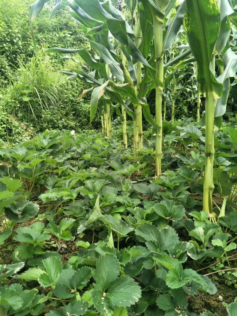 宝珠草莓苗-品种纯正，上市早，口感好，硬度高抗病能力强。