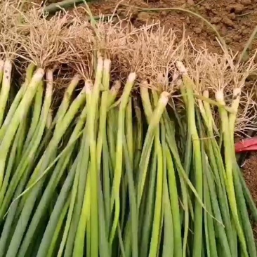 铁杆葱苗，品种齐全，抗病毒，抗涝抗热