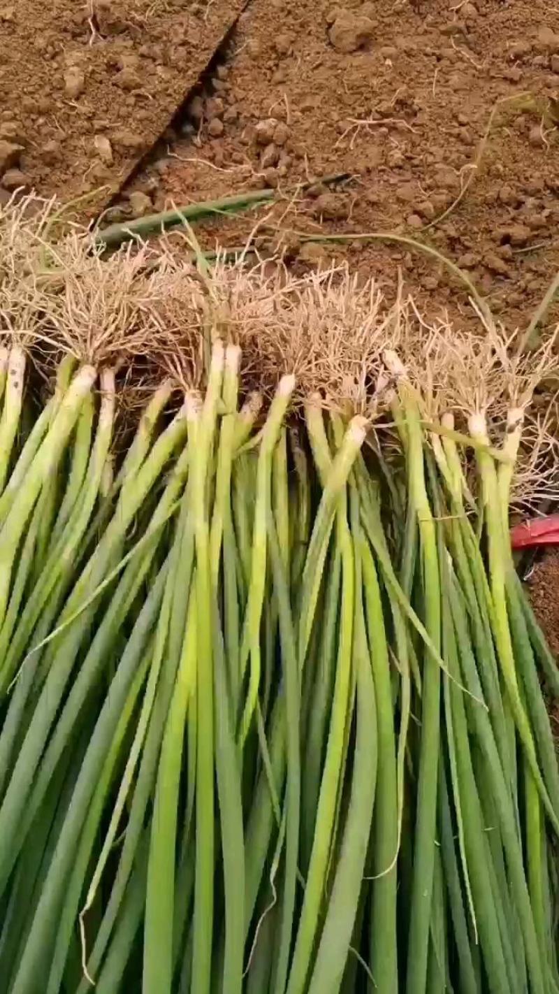 铁杆葱苗，品种齐全，抗病毒，抗涝抗热
